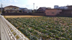 Urban farming during my meandering in Osaka.
