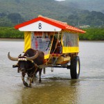 Another view of the water buffalo doing their thing.