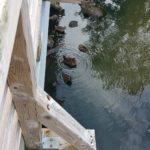 Ducks at Parc Richelieu surrounding Lac Goudreault
