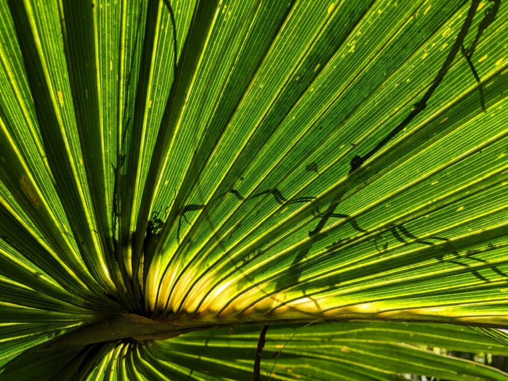 Palm fronds make for some great shade. (Fern Forest in Coconut Creek Florida)
