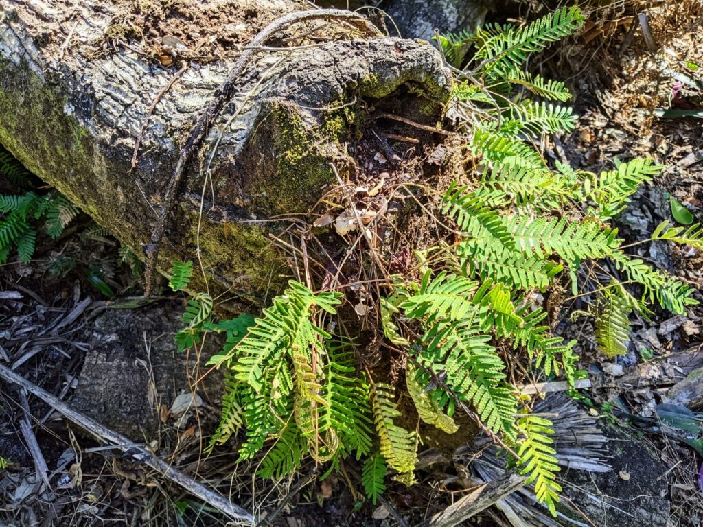 Ferns and moss grow from the end of a fallen tree’s trunk. (Fern Forest in Coconut Creek Florida)